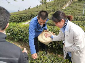 酒商邂逅高原绿茶 体验欧盟标准的高品质好茶